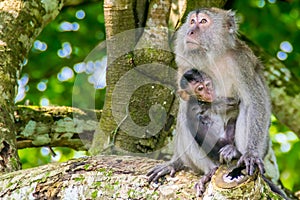 Monkey Bako National Park with baby