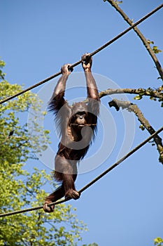 Monkey balancing on ropes