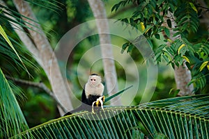 Monkey with banana. Black monkey hidden in the tree branch in the dark tropical forest. White-headed Capuchin, feeding fruits.