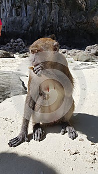 Monkey with banana, Phi Phi Leh Island, Thailand