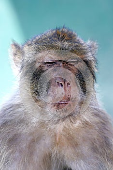 Monkey or Barbary ape with funny look on face photo