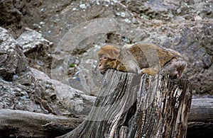 Monkey barbary macaque, Macaca sylvanus, also known as barbary ape or magot. Monkey lzing on old rotten stump and relaxing.
