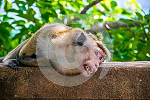Monkey bare it's teeth in Sigiriya, Sri Lanka