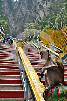 Monkey at Batu Caves hindu temple. Gombak, Selangor. Malaysia