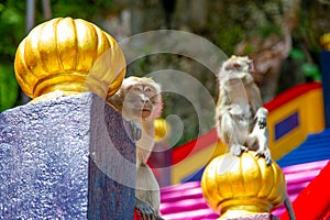 Monkey in Batu Caves Malaysia