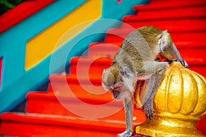 Monkey in Batu Caves Malaysia