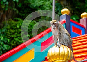 Monkey in Batu Caves Malaysia