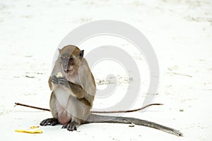 Monkey beach. Crab-eating macaque and banana , Phi-Phi, Thailand