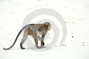 Monkey beach. Crab-eating macaque , Phi-Phi, Thailand