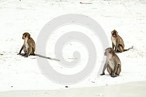 Monkey beach. Group of Crab-eating macaques and banana , Phi-Phi, Thailand