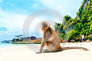 Monkey Beach, Phi Phi Islands, Thailand