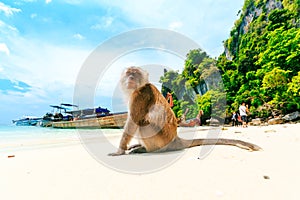 Monkey Beach, Phi Phi Islands, Thailand