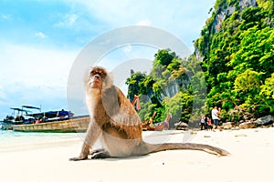 Monkey Beach, Phi Phi Islands, Thailand