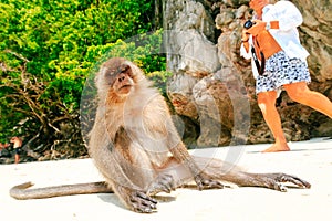 Monkey Beach, Phi Phi Islands, Thailand