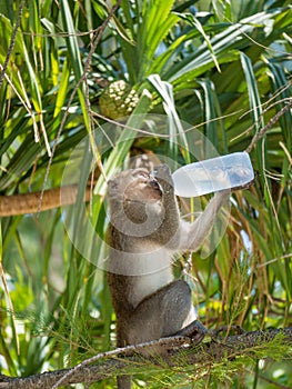 Monkey on the beach in Thailand