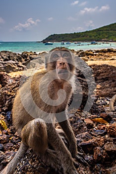 Monkey Beach Thailand Crab-eating macaque Macaca fascicularis al