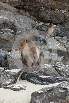 Monkey on the beaches