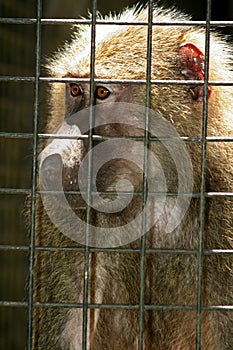 Monkey Behind Bars