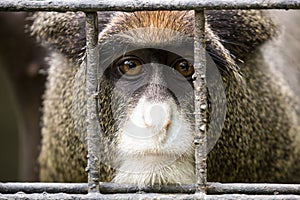 Monkey behind bars