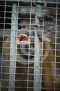 Monkey behind bars