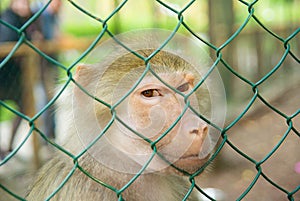 Monkey behind bars in a zoo