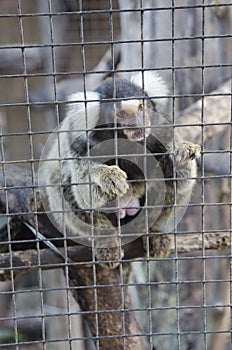 Monkey behind the fence