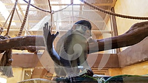 Monkey behind the glass in a large zoo