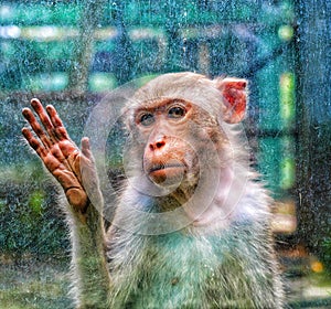 Monkey behind glass at zoo . Captivity