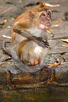 monkey with big balls sits by the water