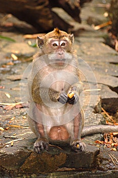 monkey with big balls sits by the water