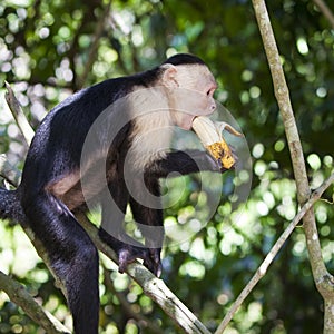 Monkey Biting a Banana
