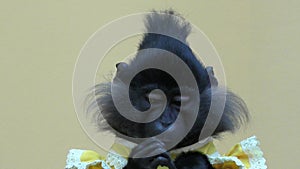Monkey black crested mangabej