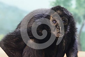 Monkey with blue eyes