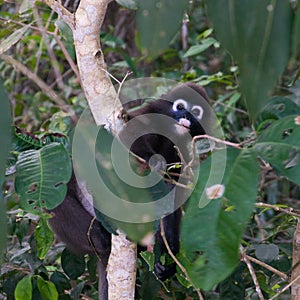 Monkey with blue rings around eyes climbing a tree