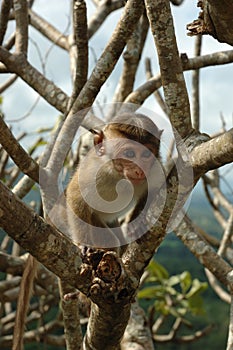 Monkey - Bonnet Macaque (Macaca radiata) photo