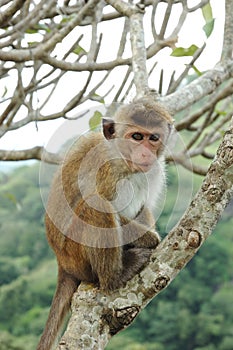 Monkey - Bonnet Macaque (Macaca radiata) photo