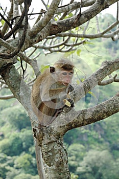 Monkey - Bonnet Macaque (Macaca radiata)