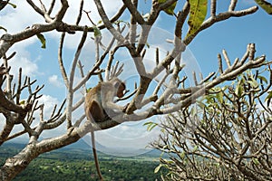 Monkey - Bonnet Macaque (Macaca radiata)