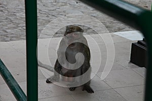 Monkey at Borobudur Temple, Central Java Indonesia
