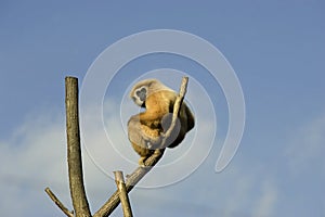 Monkey on branch photo