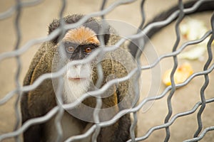 Monkey Brazza in a cage photo