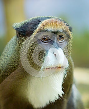 The monkey Brazza photo