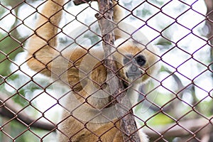 Monkey, Brown gibbon or Lar Gibbon in Dusit Zoo, Thailand