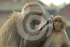 Monkey Business in Kathmandu