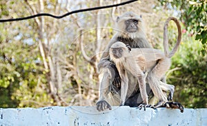 Monkey Business photo