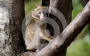 Baby Barbary Macaque photo