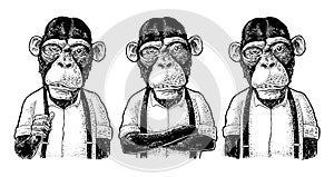 Monkey businessman in the shirt and suspender. Different poses. Engraving