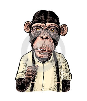 Monkey businessman in the shirt and suspender. Vintage black engraving