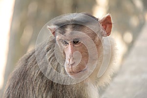 Monkey busy in thoughts