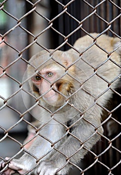 Monkey in the cage